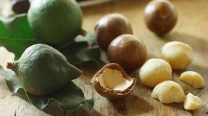 The macadamia is the hardest nut in the world!